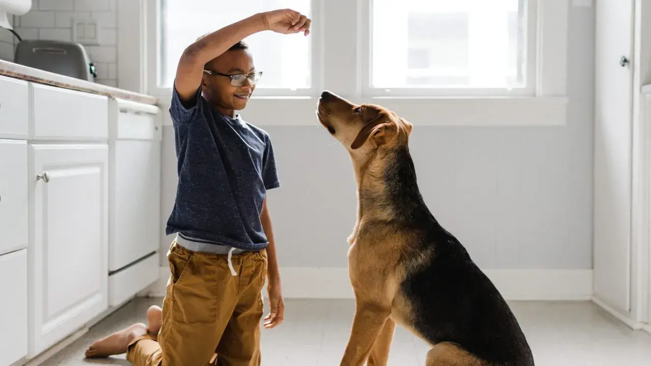 En pojke tränar sin hund, som sitter uppmärksamt och väntar på en godbit. Hundars beteende är fascinerande att observera.