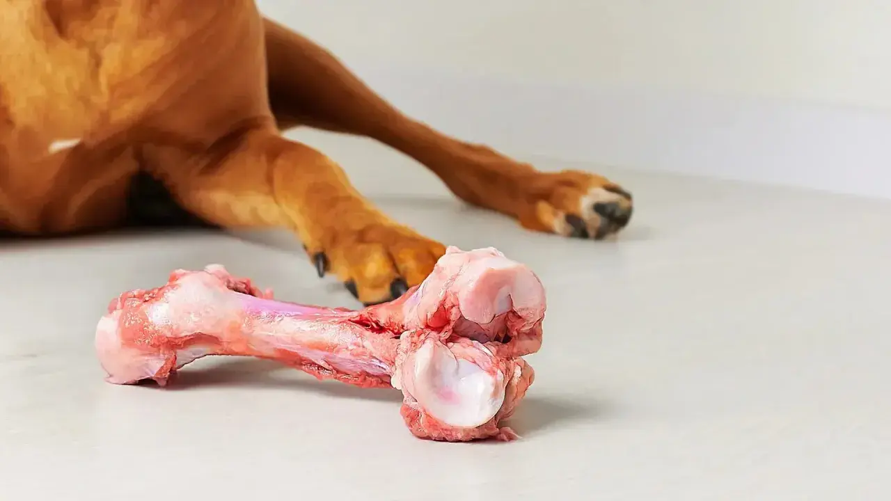 En hund njuter av ett saftigt tuggben, perfekt för att hålla tänderna starka och rena.