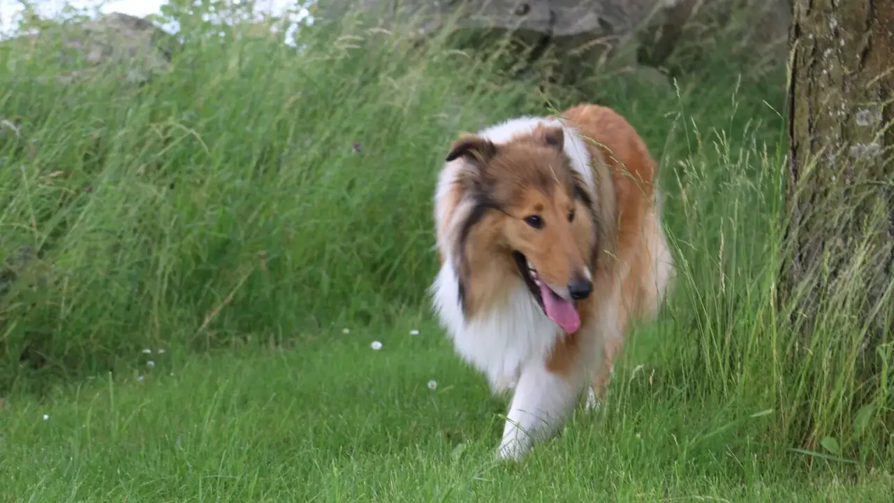 En vacker, rakad hund med lång, gyllene päls och vit krage går genom högt gräs vid en trädstam.