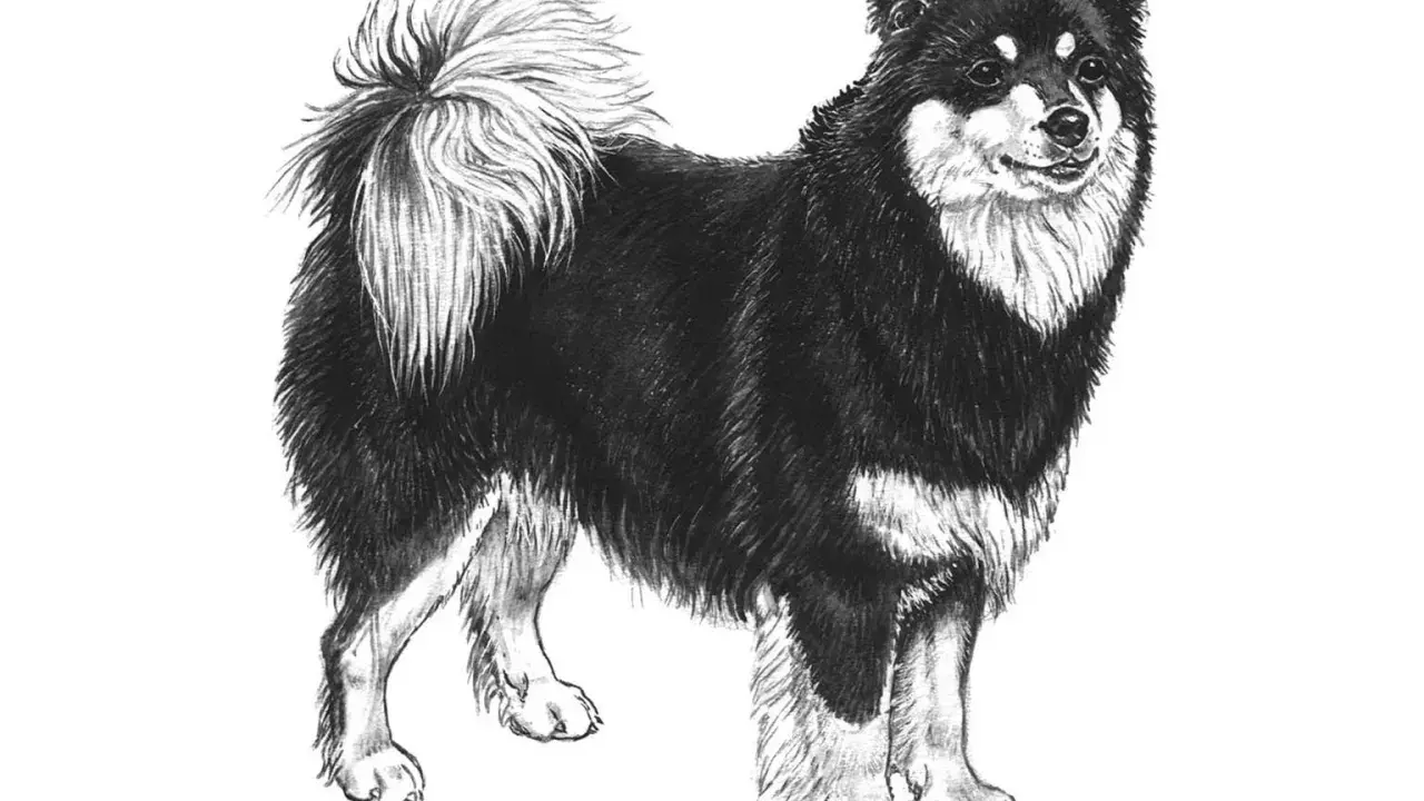 En teckning av en finsk lapphund med fluffig svans. En frisk finsk lapphund vikt är viktig för dess välmående.