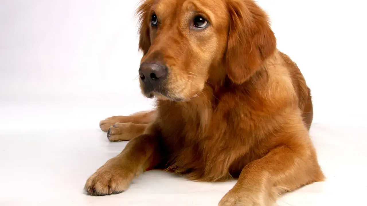 En vacker golden retriever, kanske den friskaste hundrasen, ligger lugnt på en vit bakgrund och tittar uppåt med sina vänliga ögon.