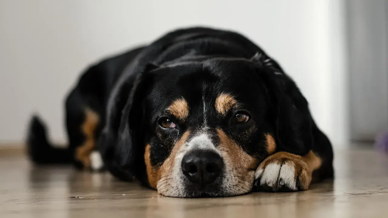 En trött hund med magkatarr ligger på golvet och ser lite ledsen ut.