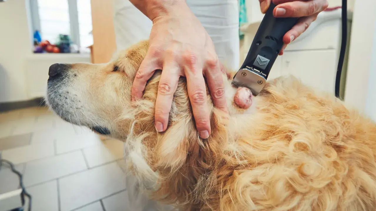 En veterinär rakar bort ett lipom på en golden retriever. Dessa lipom hund bilder visar en vanlig åkomma.