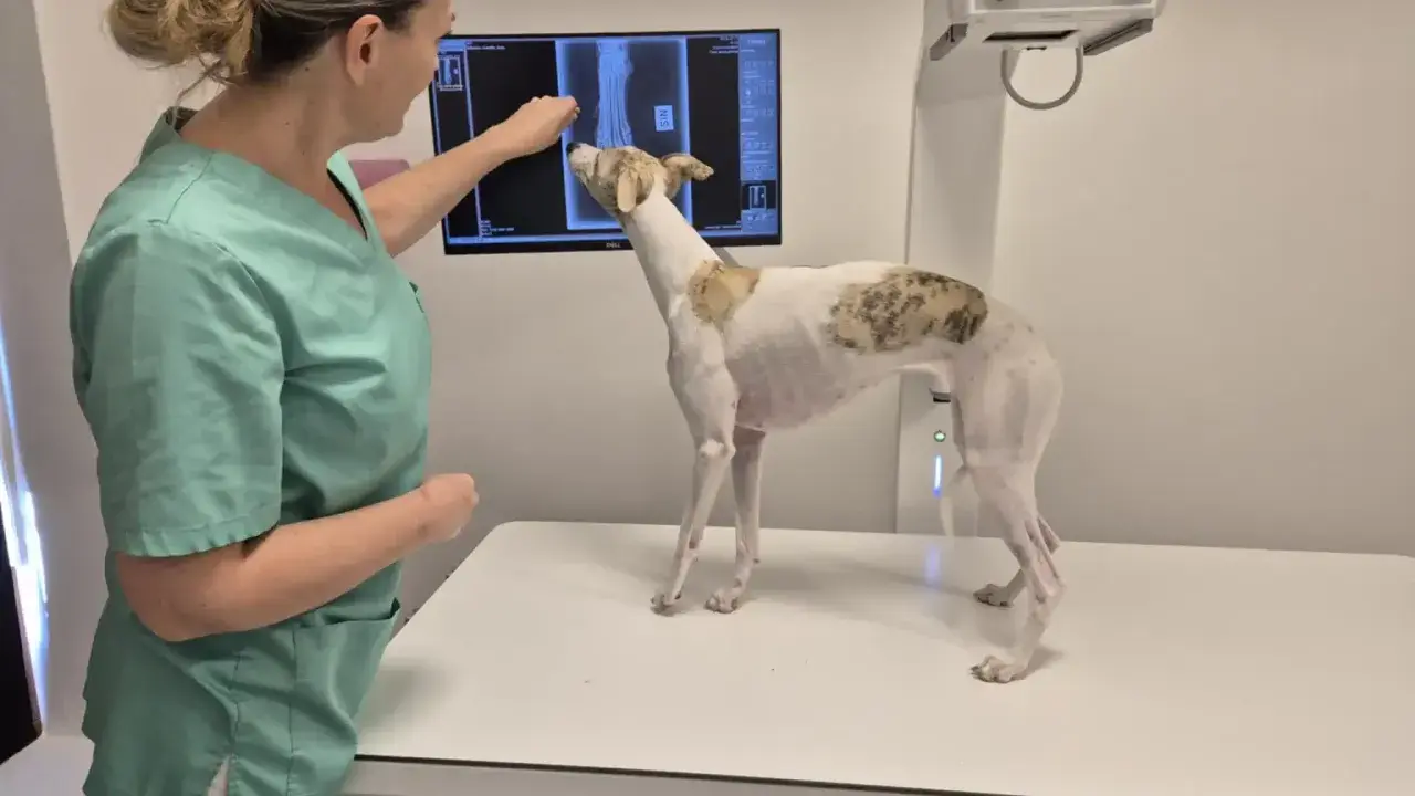 Veterinär granskar röntgenbild av hundens tass. Ortopedi hund är viktigt för att diagnostisera problem.