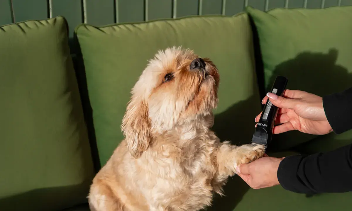 En hundtrimmer Moser används för att klippa en söt hunds tassar.