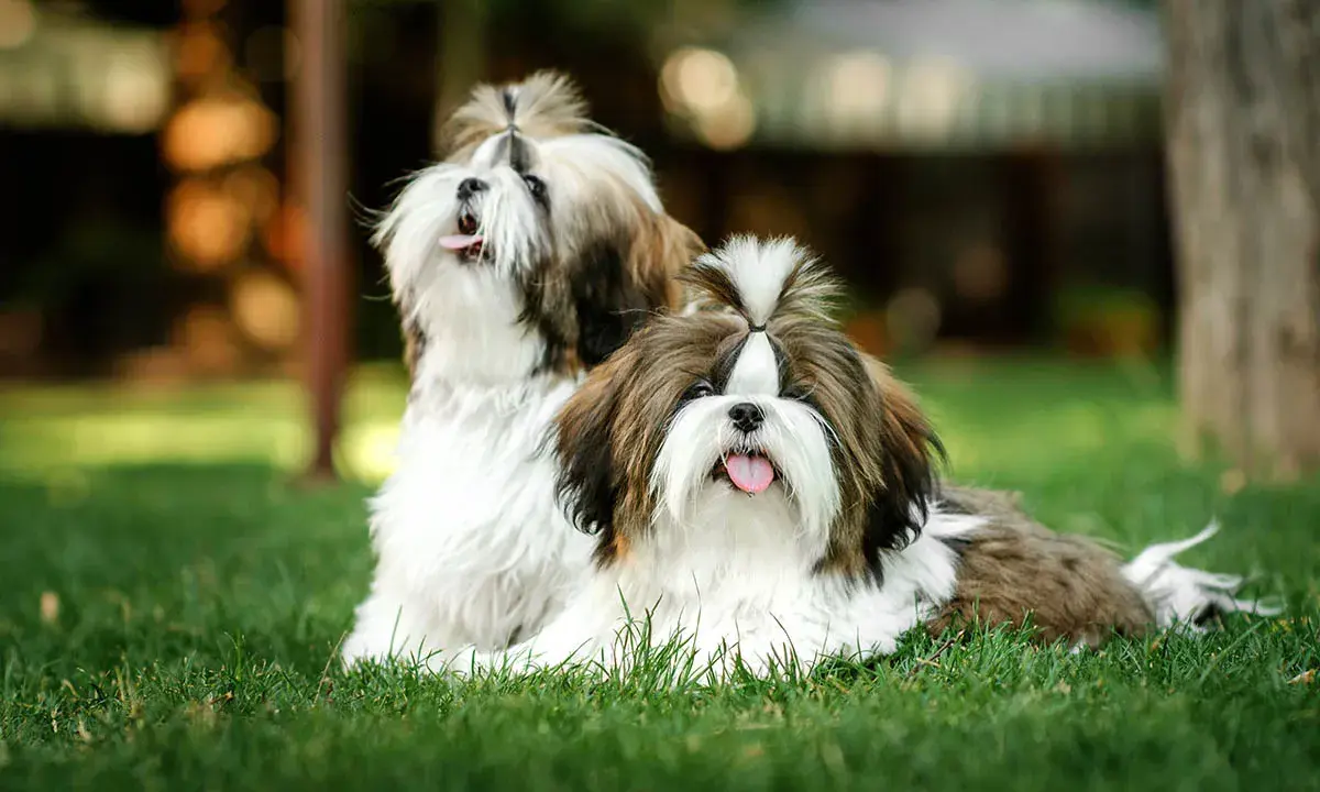 Två söta shih tzu-hundar med fluffig päls och tofsar i håret sitter på en gräsmatta.