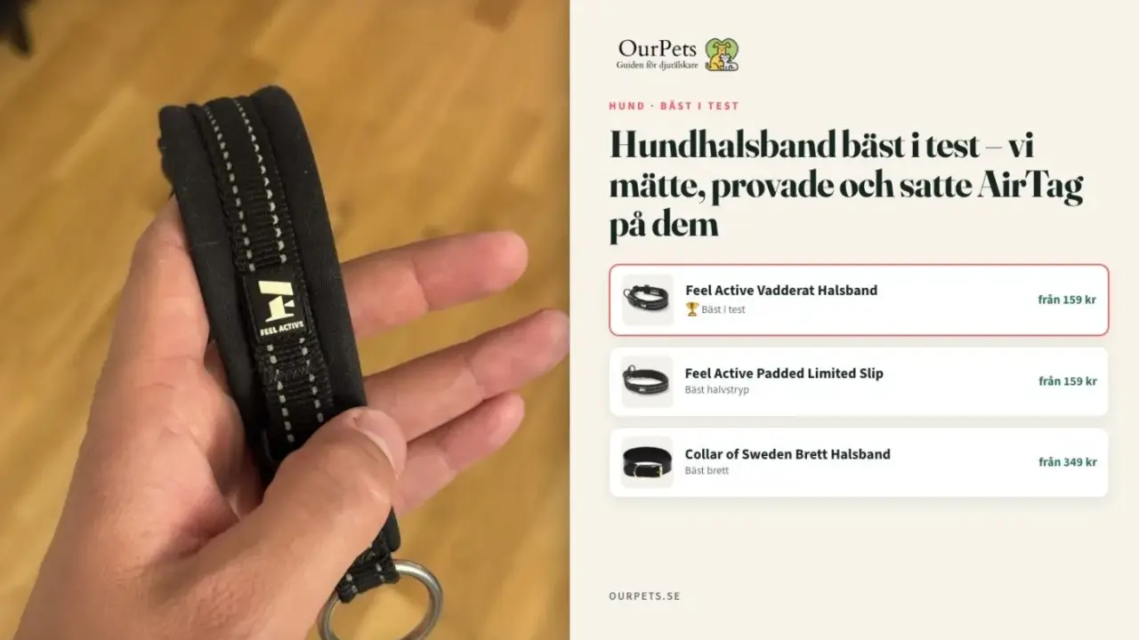 En hand håller ett vadderat dressyrhalsband med stopp för hund, märkt "Feel Active". Test av hundhalsband.