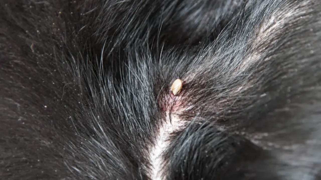 En fästing har satt sig i pälsen på en tbe hund.