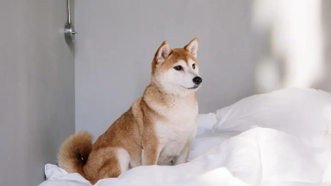 En söt shiba inu sitter på vita lakan. Denna ras är inte bland de apporterande hundraser, men är en utmärkt sällskapshund.