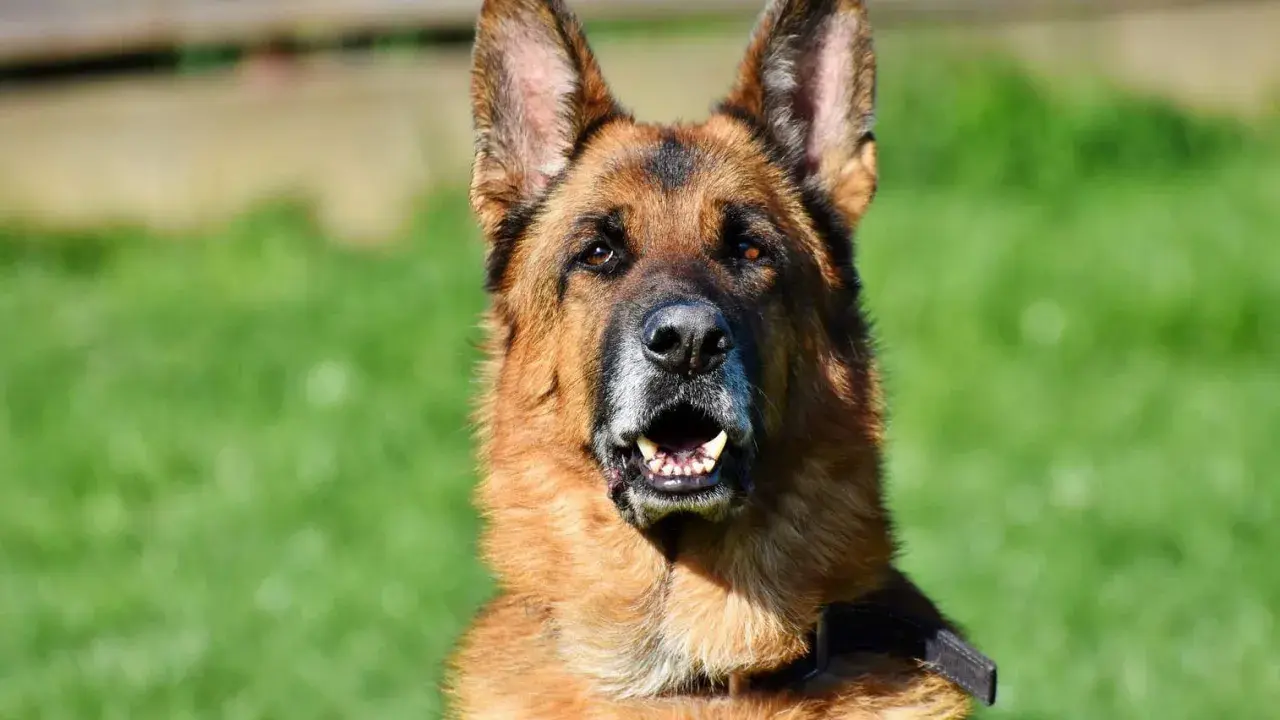En schäferhund, en av de vanligaste hundraserna i Sverige, tittar fram med öppen mun mot en grön bakgrund.