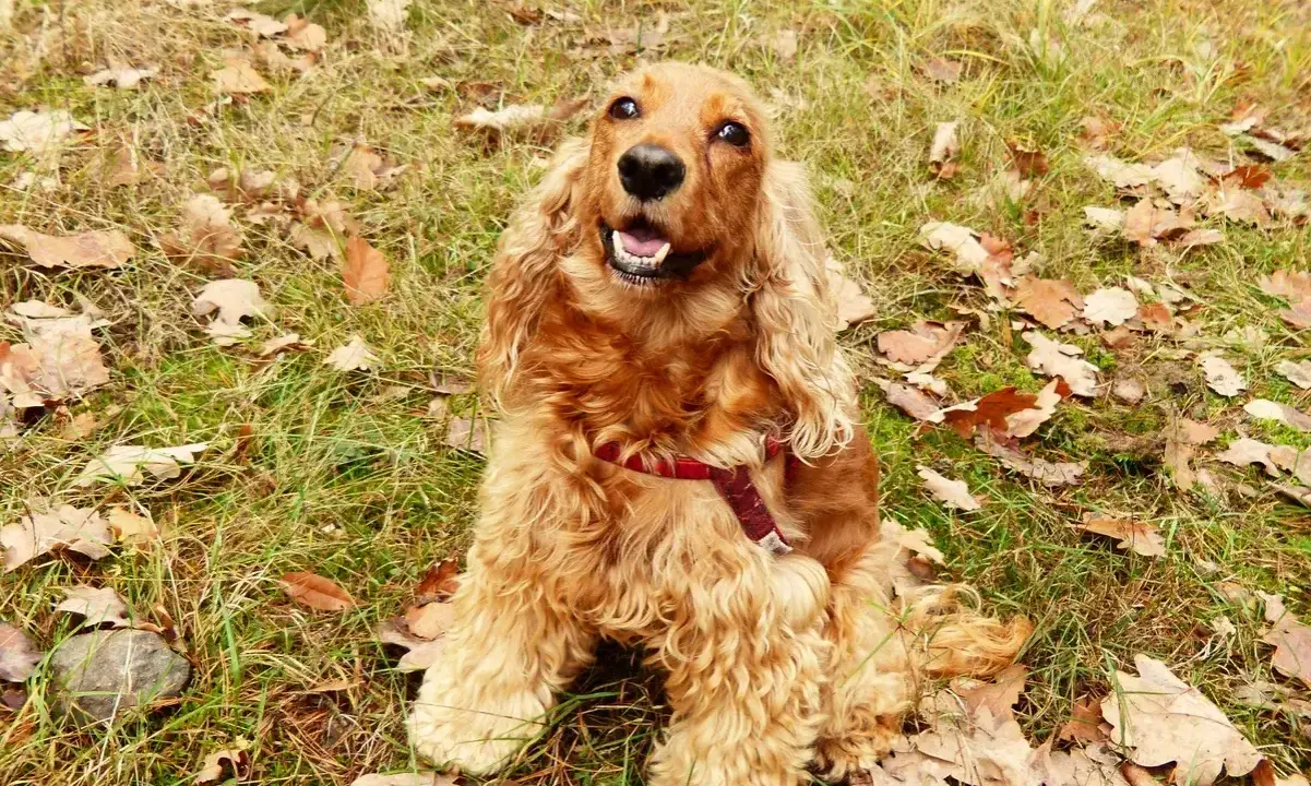 En glad cocker spaniel med lockigt, gyllene päls sitter i gräset bland höstlöv. Dess glada uttryck visar verkligen cocker spaniel temperament.