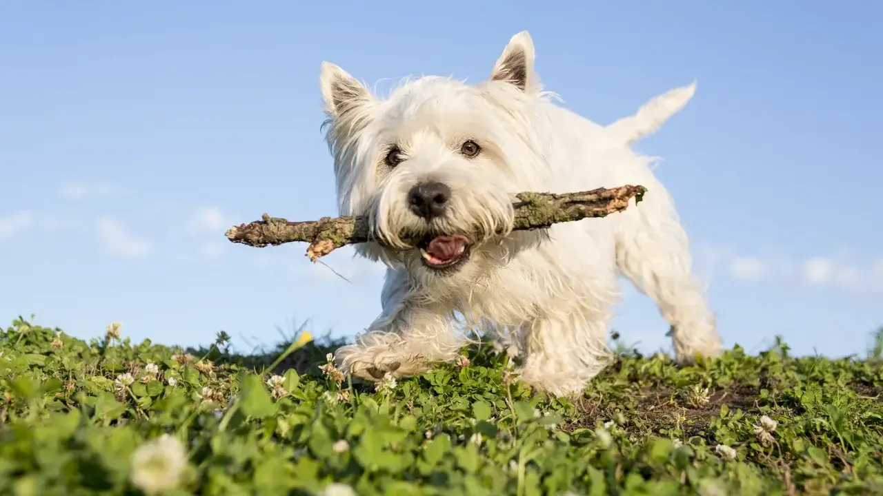 En glad west highland white terrier springer med en pinne i munnen över en grön äng mot en blå himmel.