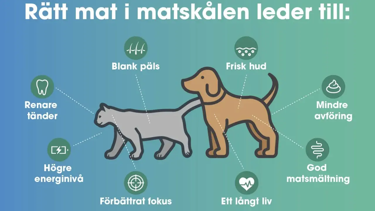 Hundens skin and coat blir blank och fin med rätt mat. Även frisk hud, god matsmältning och ett långt liv.