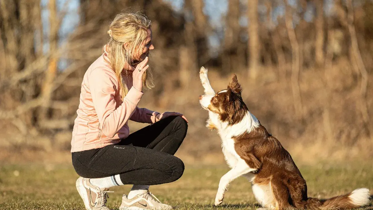Kvinna tränar sin hund med mental träning. Hunden ger en tass och tittar uppmuntrande på sin ägare.