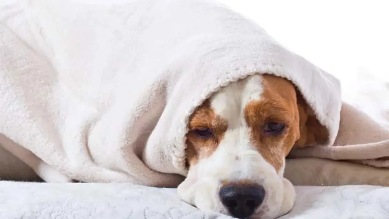 En trött beagle, kanske efter ett anfall av epilepsi, vilar under en mjuk filt.