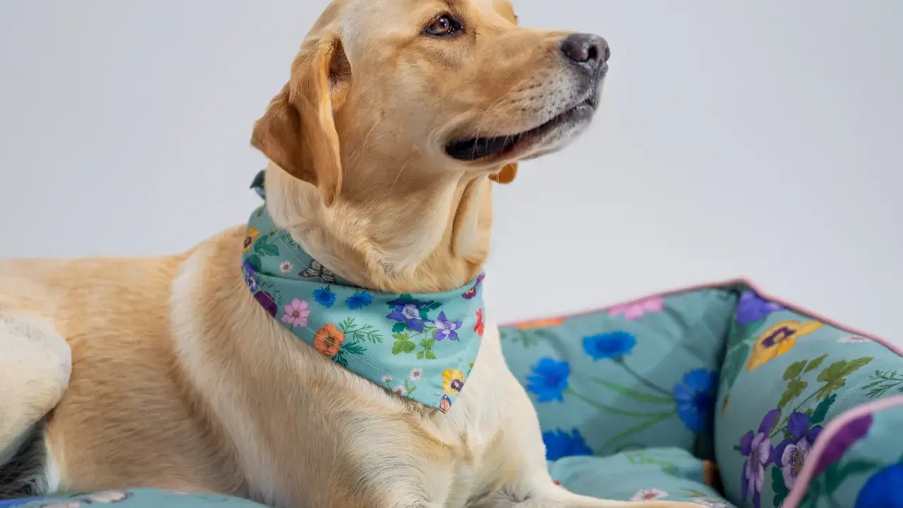 En gul labrador med blommig scarf vilar i en säng med samma mönster. En bild som visar att alla hundraser kan vara lika söta.