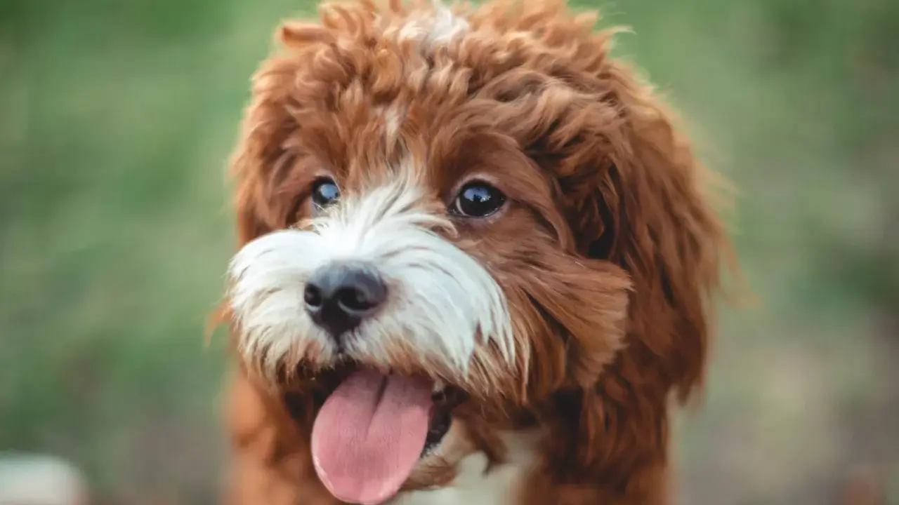 En söt cavapoo maltipoo vuxen hund med rödbrun päls och vit nos, flämtande med tungan ute.