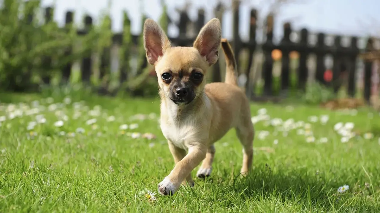 En söt chihuahua-valp springer på en gräsmatta med små vita blommor. En av många små hundraser bilder.