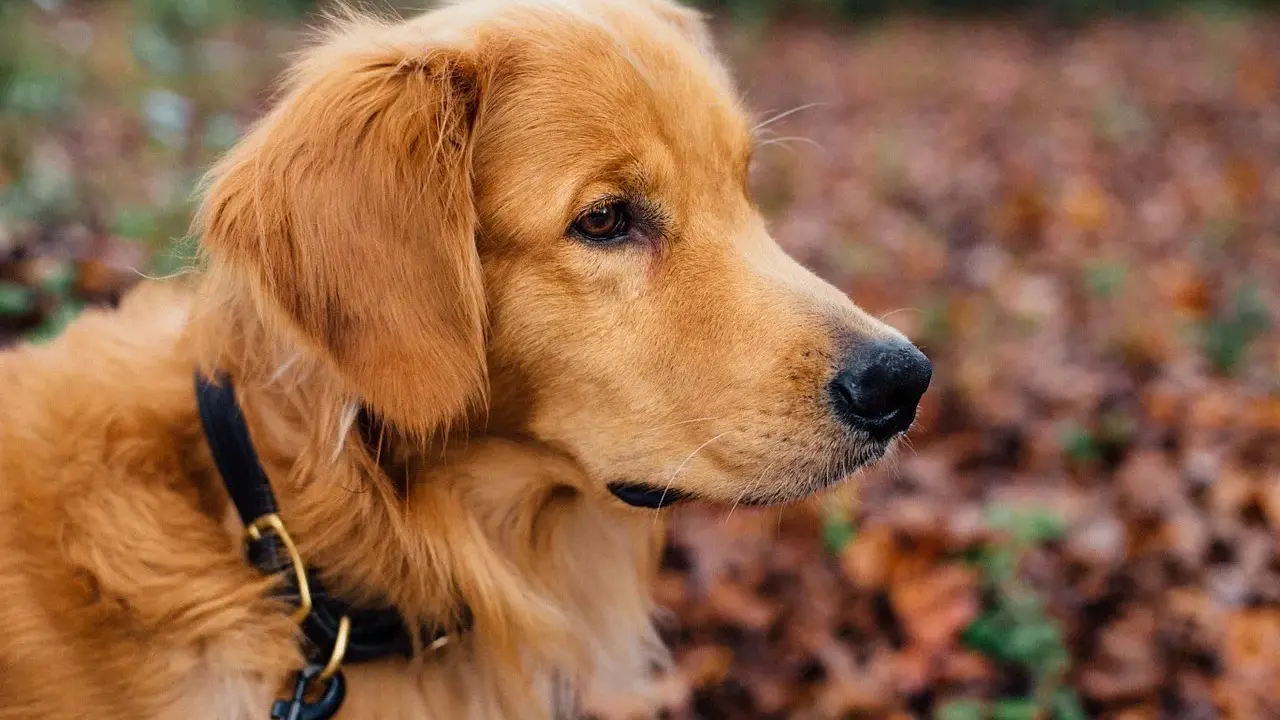 En gyllene retriever med ett svart koppel runt halsen tittar ut över en höstfärgad skog.