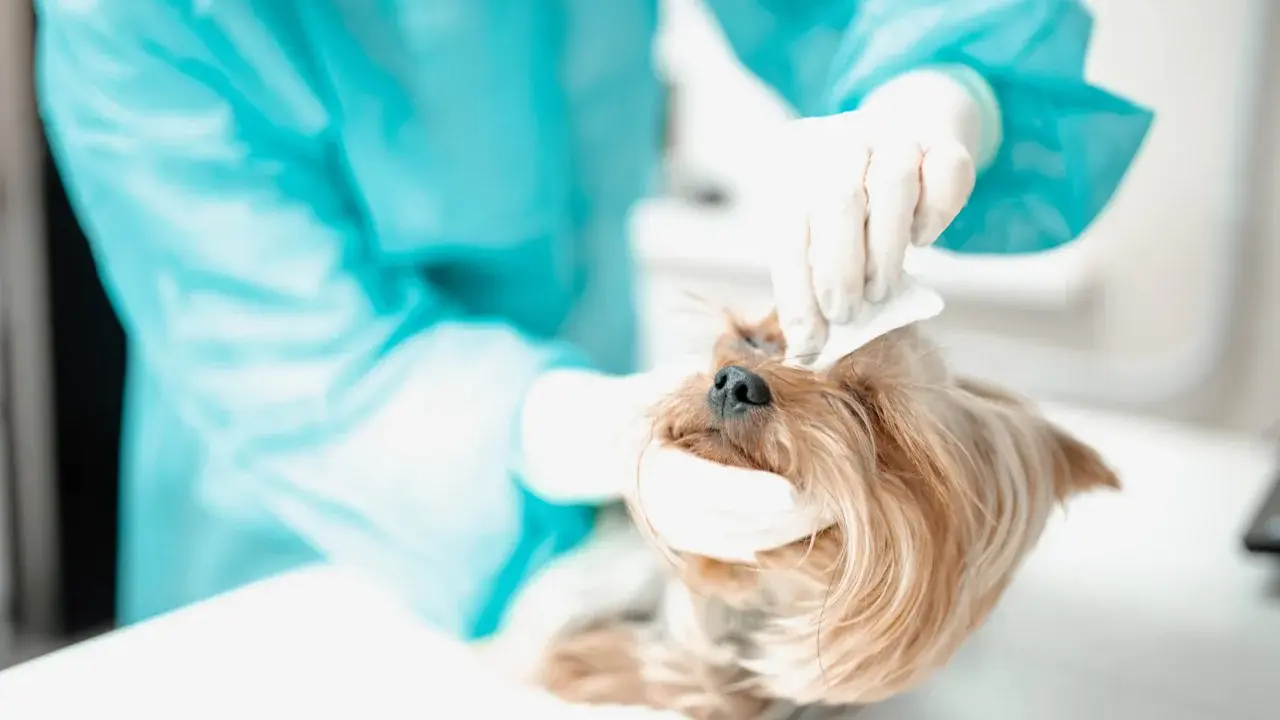 Veterinär behandlar en yorkshireterrier med hornhinnesår.