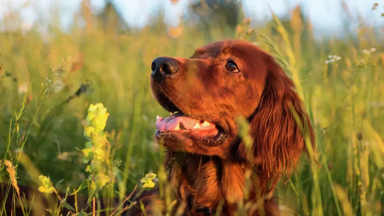 En vacker, rödbrun bistick hund sitter i högt gräs, med solen som lyser på dess päls.