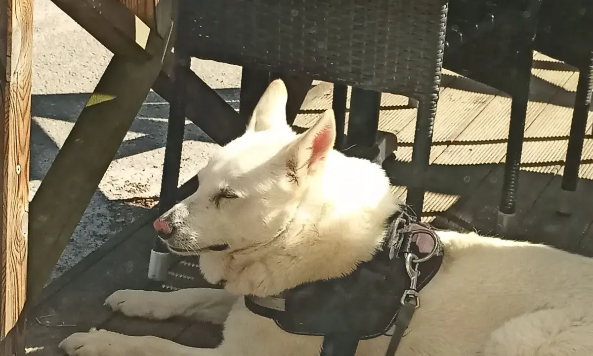 Vit hund med rosa nos vilar på en träaltan. Kanske en av de mer ovanliga, konstiga hundraser som finns.
