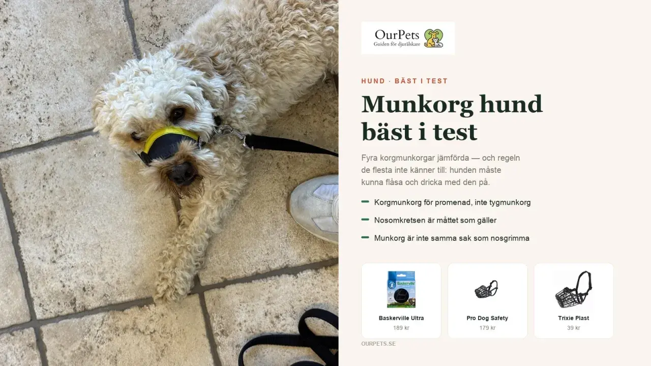 En hund med gul och svart munkorg ligger på ett stenlagt golv. Artikeln handlar om munkorgar för hundar, och en schäfer kan behöva en.