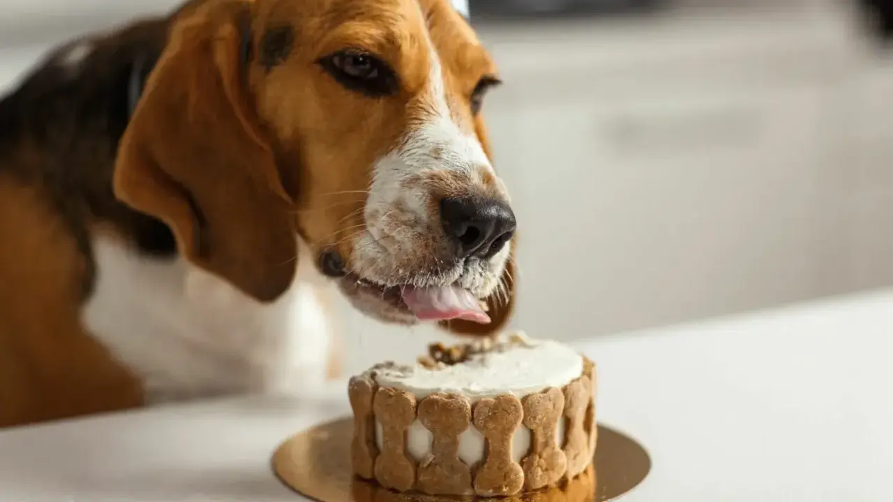 En beagle med partyhatt slickar på en tårta dekorerad med hundkex. Tårtan ser god ut, men var försiktig så att du inte ger hunden något som är hundkex giftig.