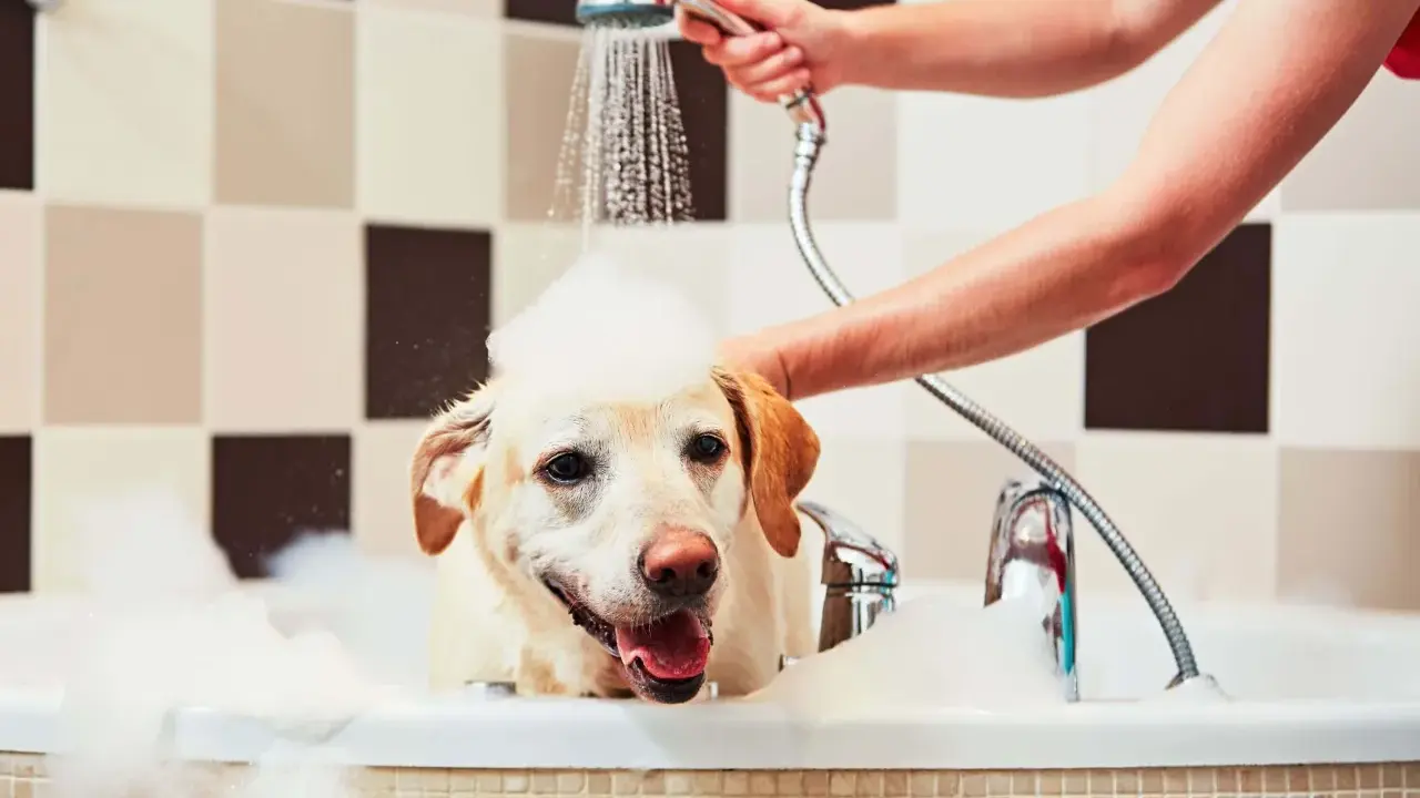 En glad labrador med skum på huvudet njuter av att bada hund i ett bubbelbad.