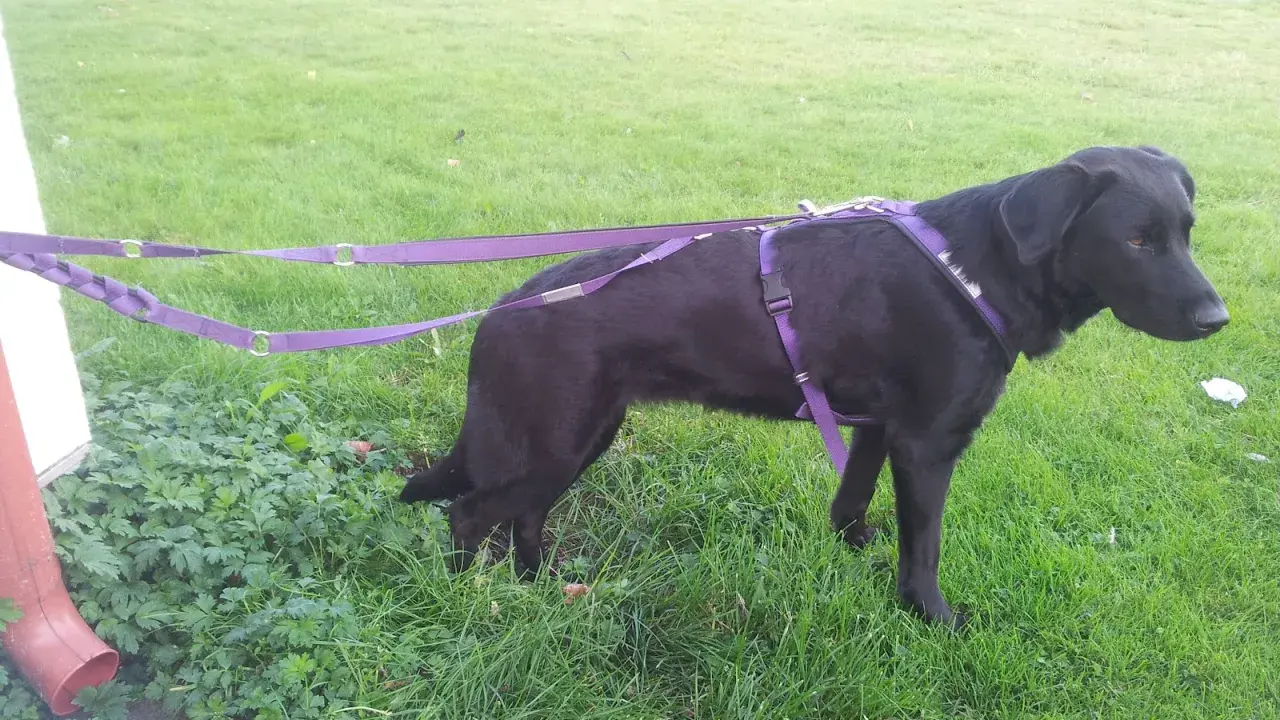 Svart hund med lila sele och koppel runt midjan står på en gräsmatta.