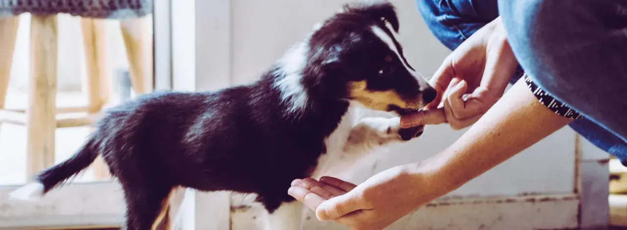 Valpar som tränas med godis. En person ger en hund en godbit ur handen.