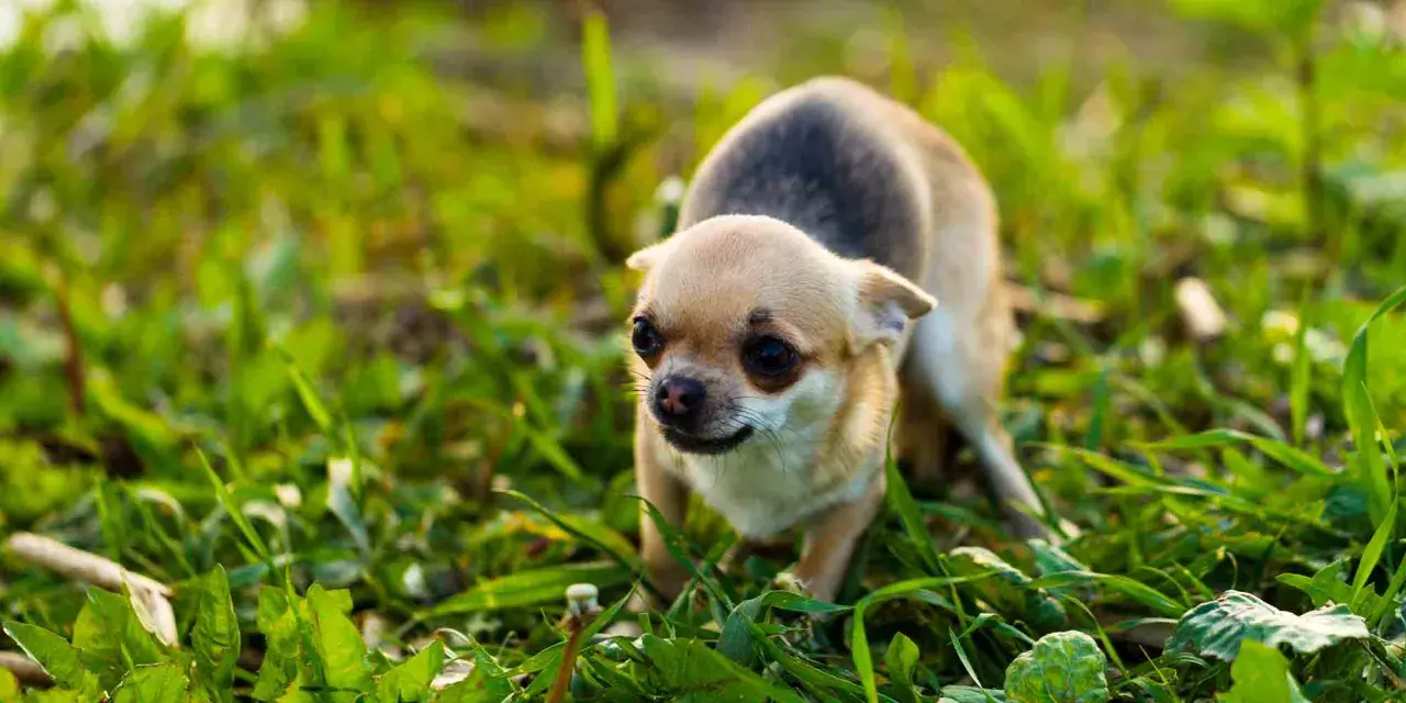 En liten chihuahua, en hund som skakar, smyger sig fram i det höga gröna gräset.