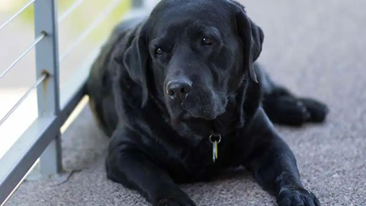Sorgsen svart labrador ligger ner. Denna bild kan vara relaterad till osteosarkom hund.