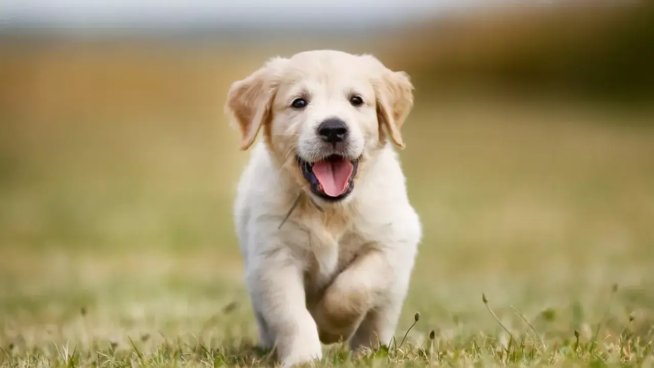 En glad golden retriever-valp springer fram över en gräsmatta. Valpens vikt är perfekt för lek och bus.