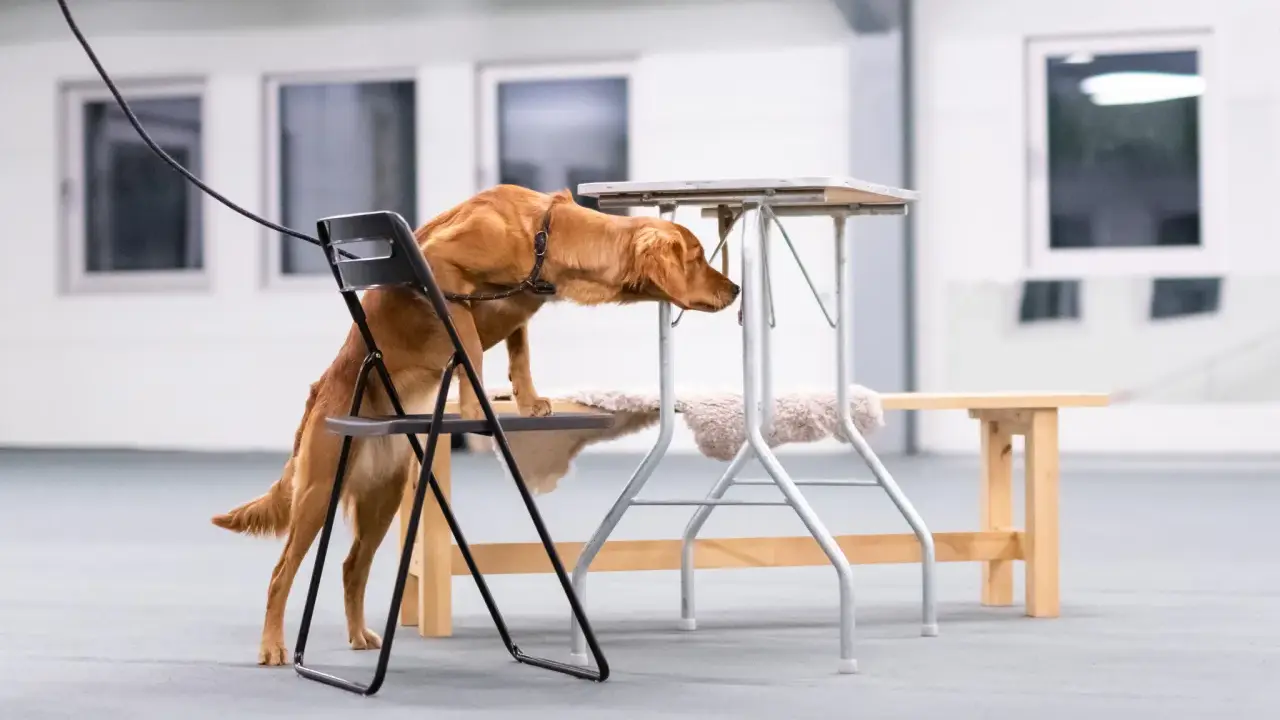 Brun hund tränar nosework, klättrar på en stol för att nå en låg bordsskiva.