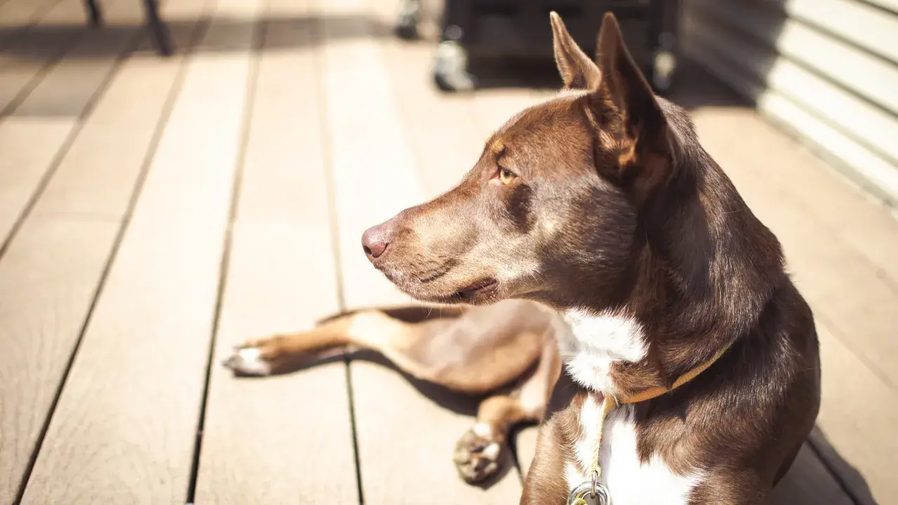 Brun hund med vita markeringar ligger på ett trädeck i solen. Det är varmt och hunden försöker kyla ner sig.
