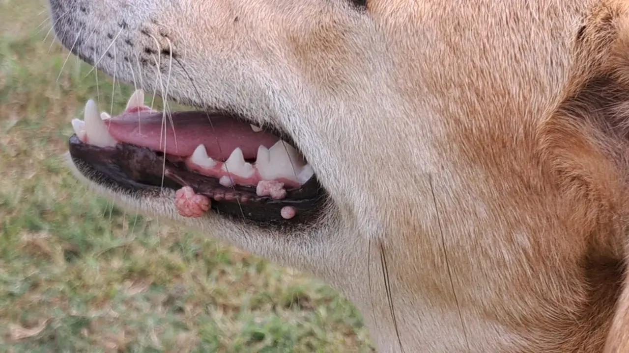 Närbild på en hunds mun med synliga papillom på tandköttet.