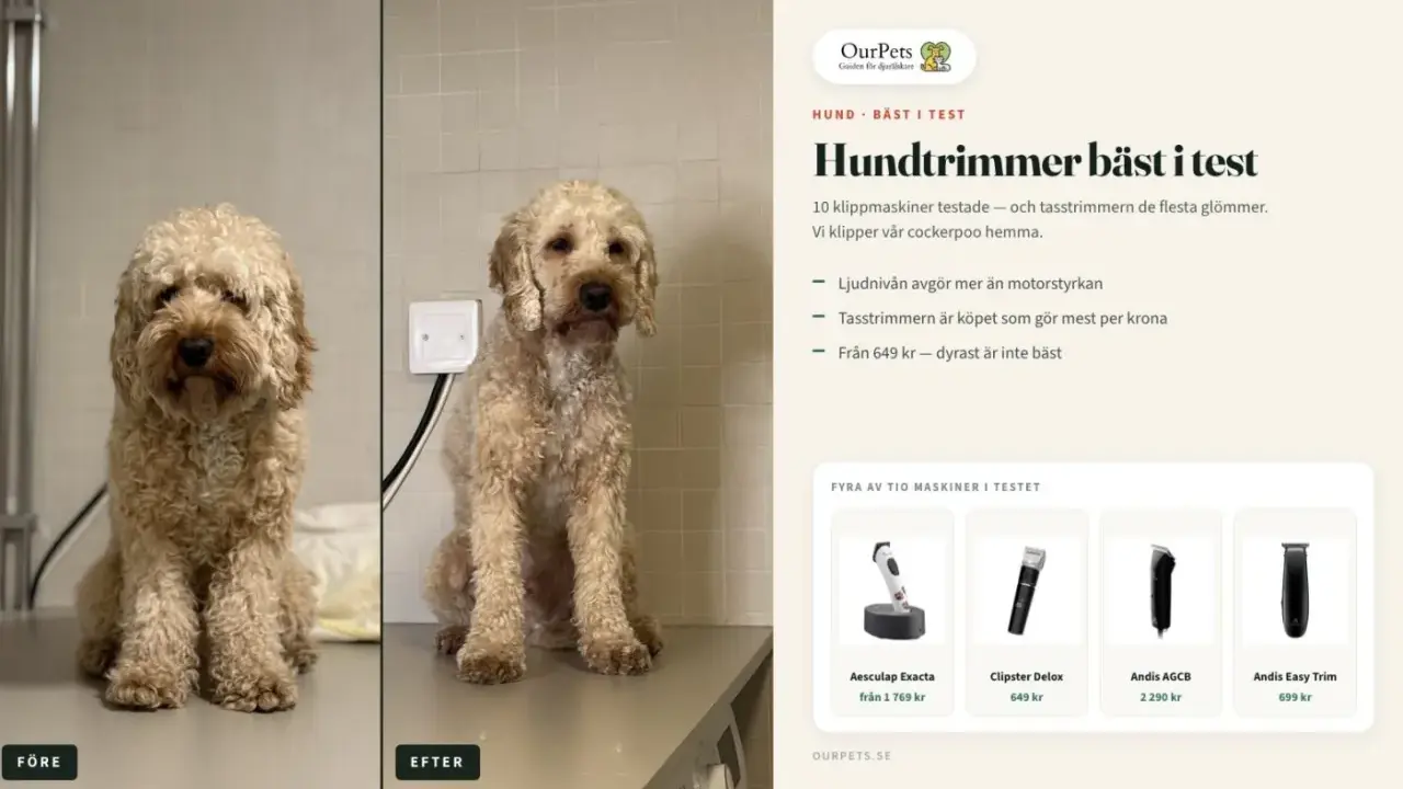 Före och efter-bild på en hund som blivit klippt med en moser klippmaskin. Texten beskriver hundtrimmer bäst i test.