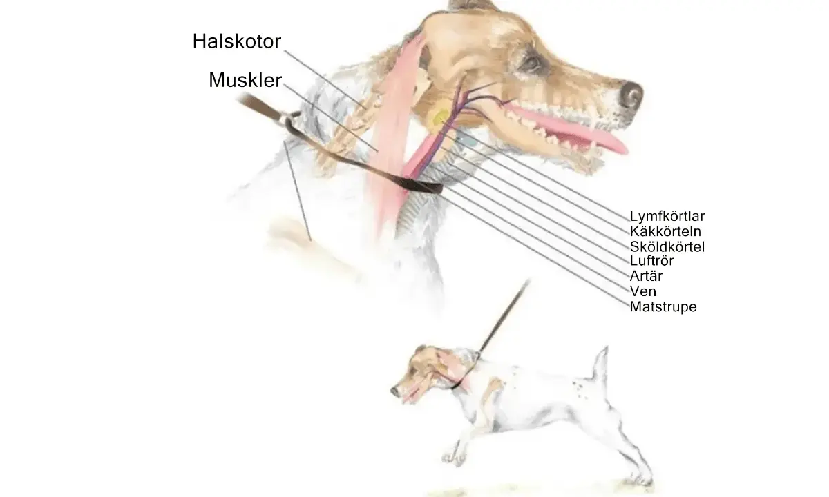 Illustration av en hunds hals med muskler och organ markerade. En mindre hund med sele syns nedanför.
