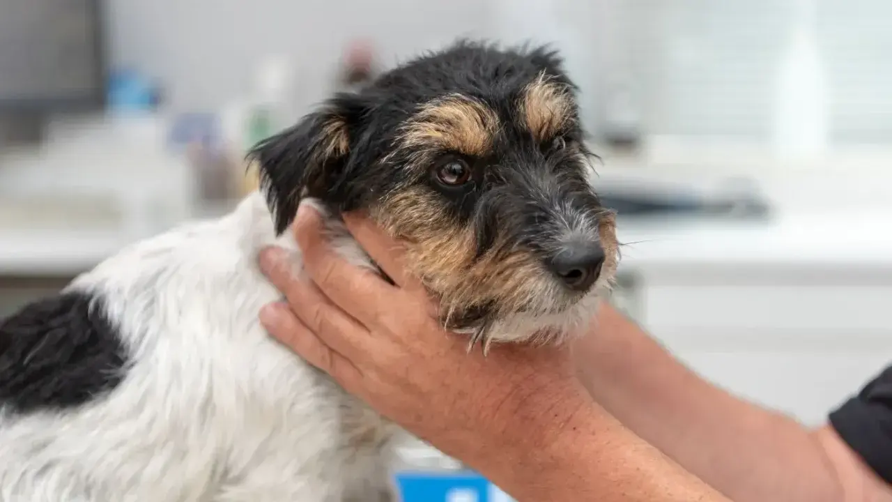 En hund med symtom på hypotyreos undersöks av en veterinär.