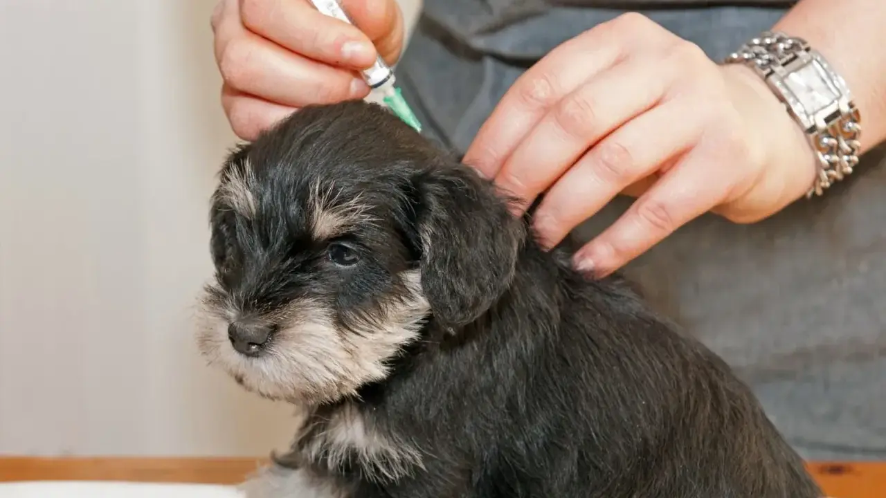 En veterinär ger en 12 veckor gammal valp vaccination.