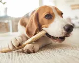 En beagle tuggar på ett ben, en bra aktivitet för att förebygga tandsten hos hundar.