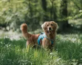 En vacker golden retriever med blå sele står i en grönskande skog. Hundens vänliga blick och mjuka päls visar typiska golden retriever egenskaper.