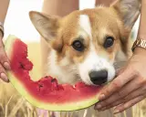 En söt corgi njuter av en saftig bit vattenmelon, hållna av två händer. En härlig vattenmelon hund-stund i solen.