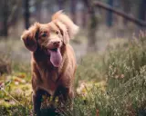 En glad tollare med tungan ute står i skogen bland ljung. En riktig fodax-hund redo för äventyr.
