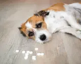 En trött hund ligger på golvet bredvid utspridda piller, som kan vara råttgift.