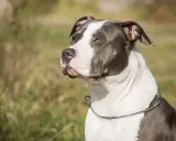 En ståtlig amstaff med ett silverfärgat halsband blickar ut över ett fält.