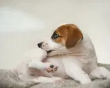 En söt Jack Russell-valp som kliar sig, kanske på grund av loppor. Hunden ligger på en mjuk filt.