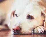 En trött hund med leishmania vilar huvudet på tassen.