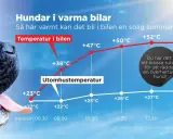 En hund flämtar i värmen. Grafen visar hur snabbt temperaturen stiger i en bil en sommardag, farligt varmt för en normaltemp hund.